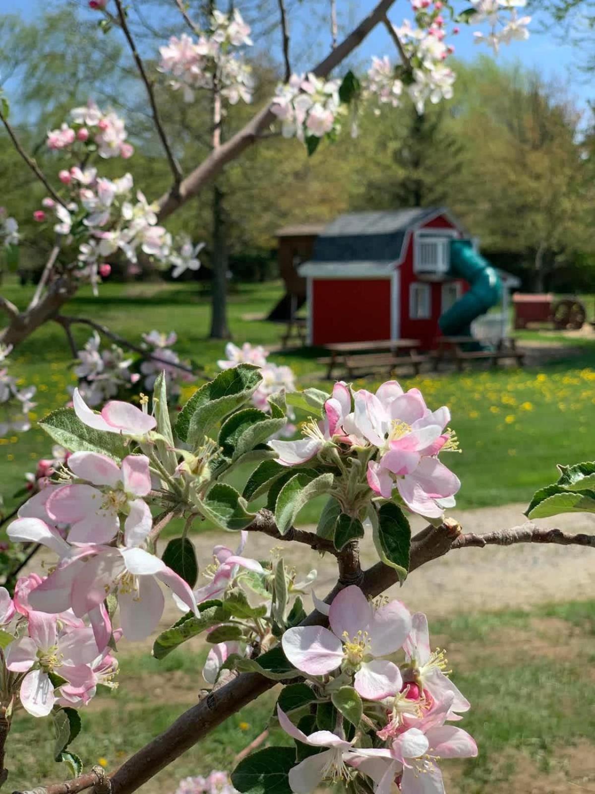 The Cortland Cottage At Brant'S Apple Orchard Ashtabula Luaran gambar